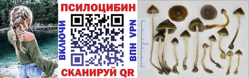 Купить где  Сегежа  Псилоцибиновые грибы мицелий 